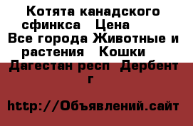 Котята канадского сфинкса › Цена ­ 15 - Все города Животные и растения » Кошки   . Дагестан респ.,Дербент г.